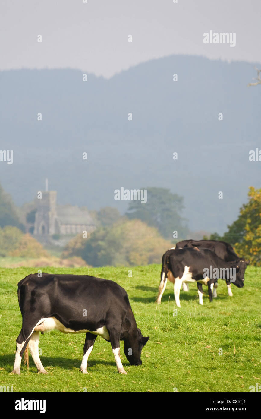 A herd of friesian cattle graze in a field in British countryside in the Lake District, Cumbria, UK Stock Photo