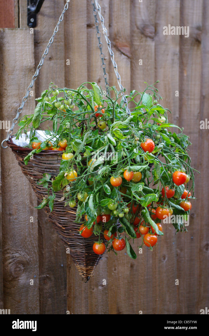 Tumbler tomato hanging hires stock photography and images Alamy