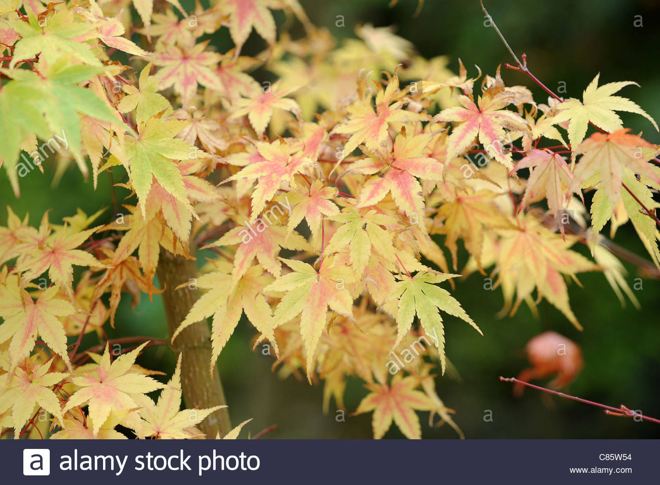 Acer Palmatum Eddisbury High Resolution Stock Photography and Images ...