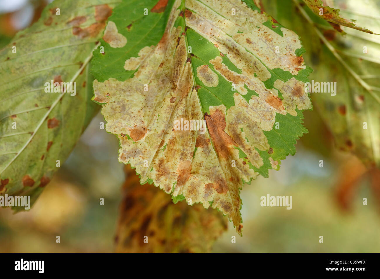 Closeup of leaves on a common horse chestnut tree damaged by the leaf