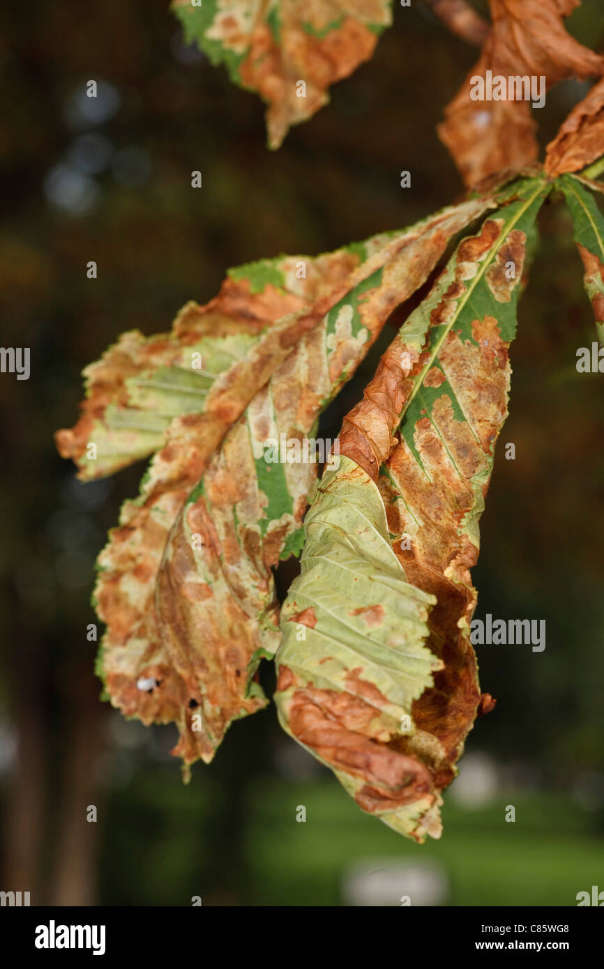 Closeup of leaves on a common horse chestnut tree damaged by the leaf miner moth, Cameraria ohridella Stock Photo