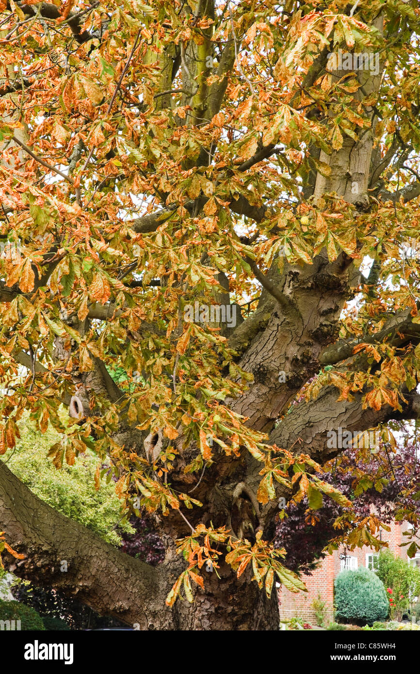 Common horse chestnut tree damaged by the leaf miner moth, Cameraria