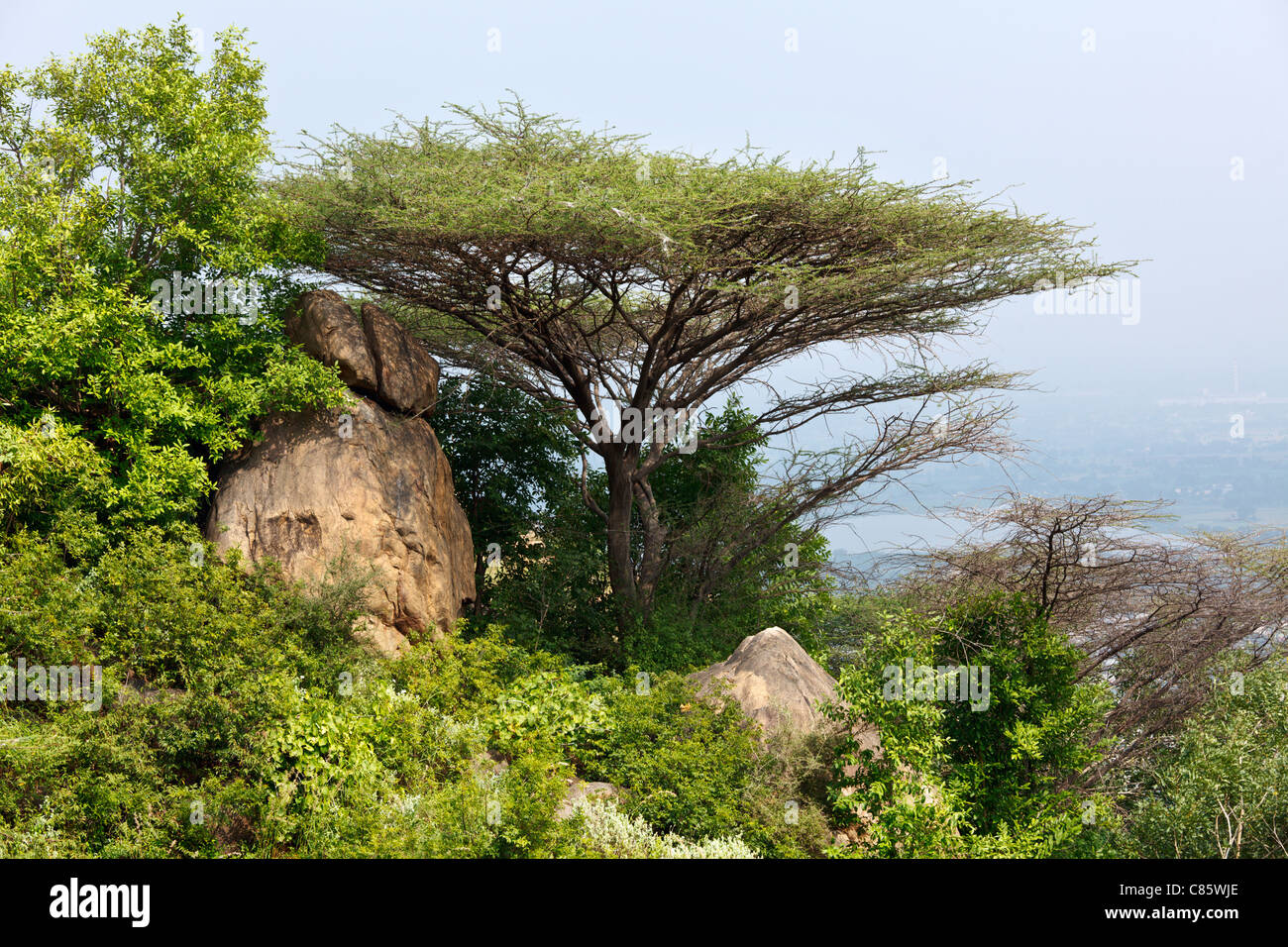 Tropical savanna tree in the mountain, Tamil Nadu, South India Stock