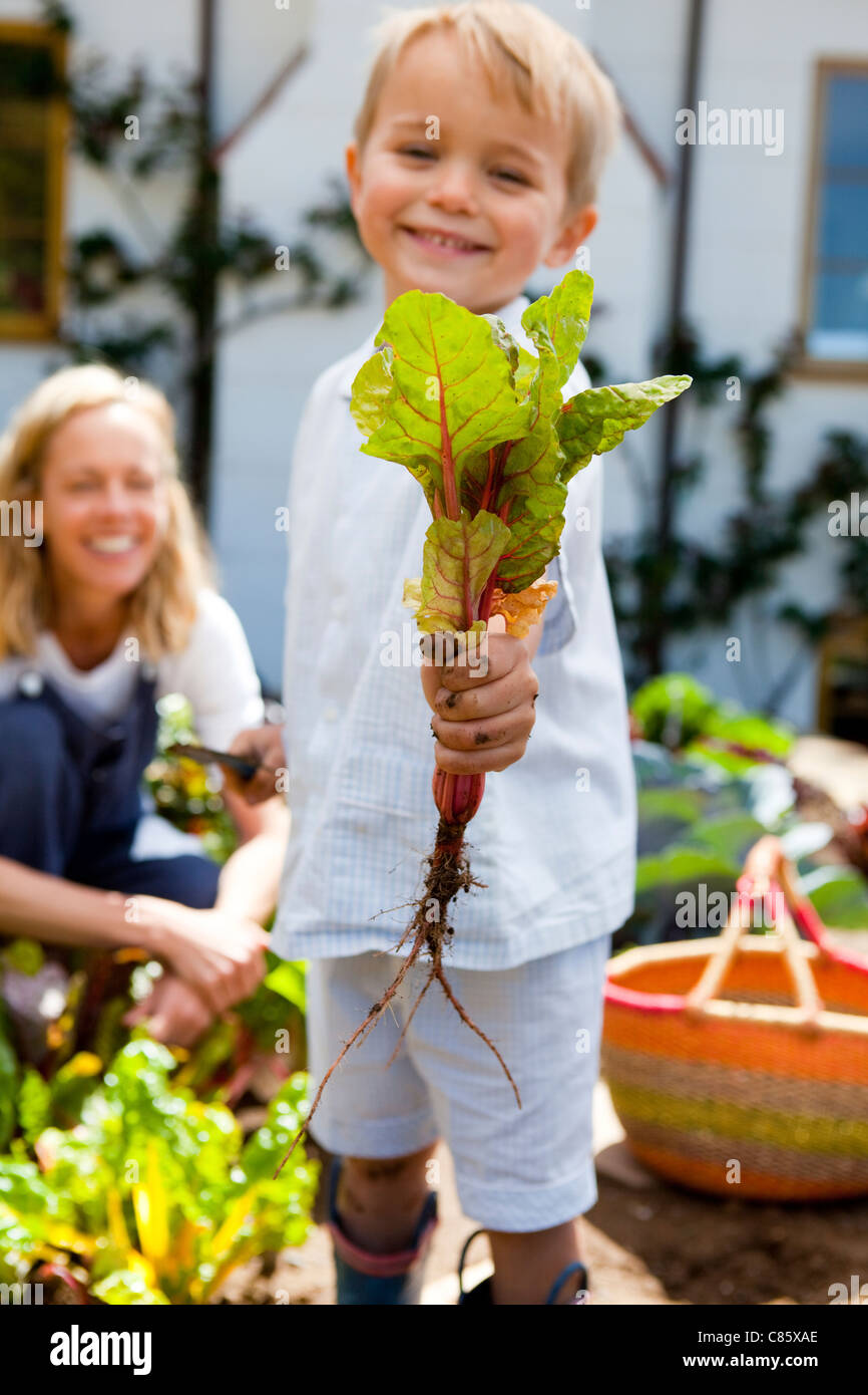 Little boy picking vegetables from the garden Stock Photo - Alamy