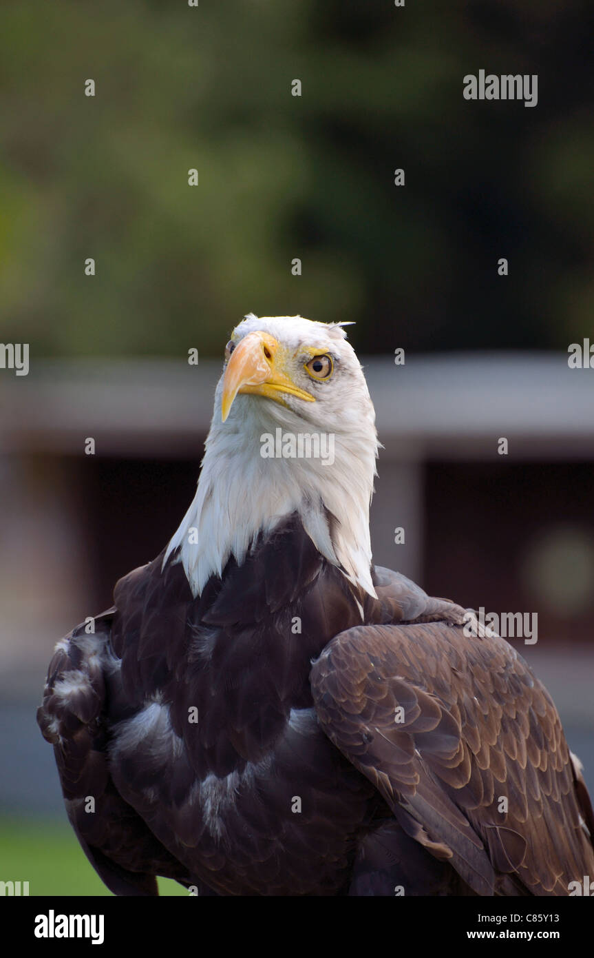 Bald Eagle (Orion) Stock Photo