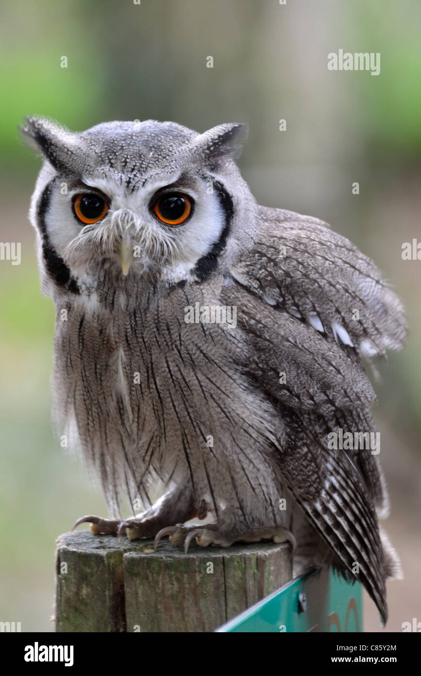White Faced Scops Owl  (Nigel) Staring Stock Photo