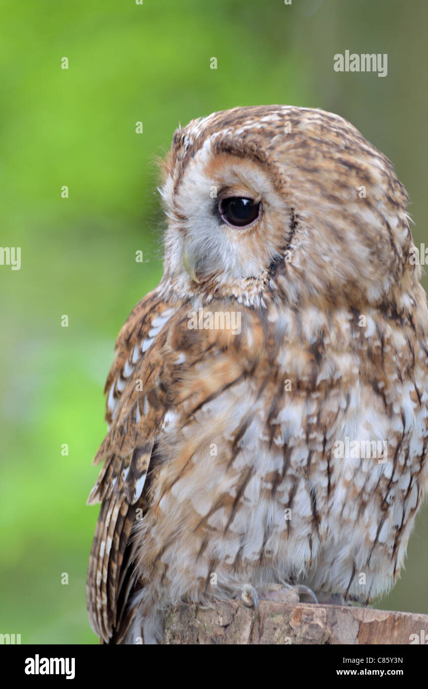 Tawny Owl (Troy) Looking Round Stock Photo