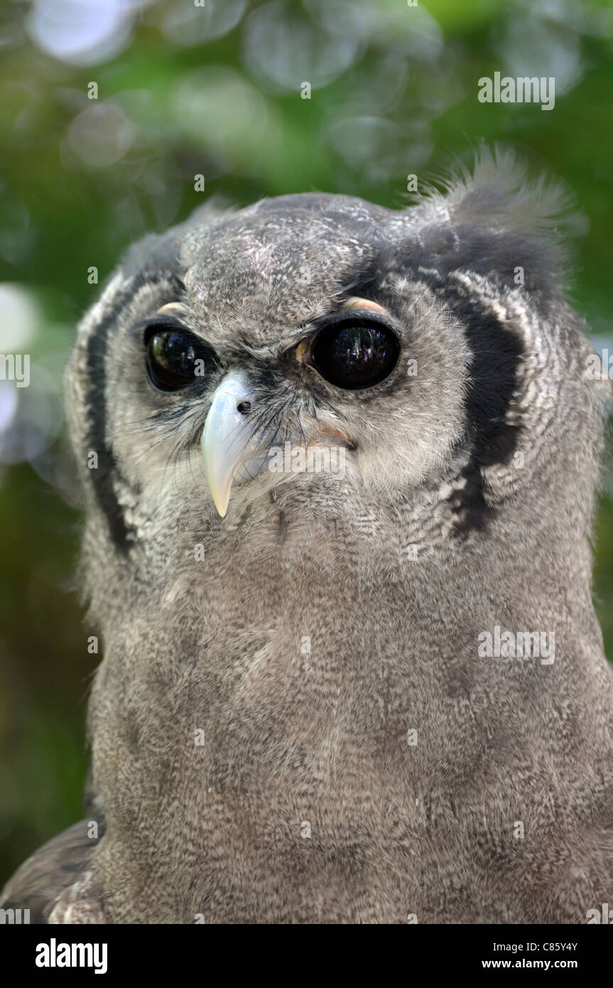 Milky Eagle Owl (Tolkein) - Beady Eyed Stock Photo
