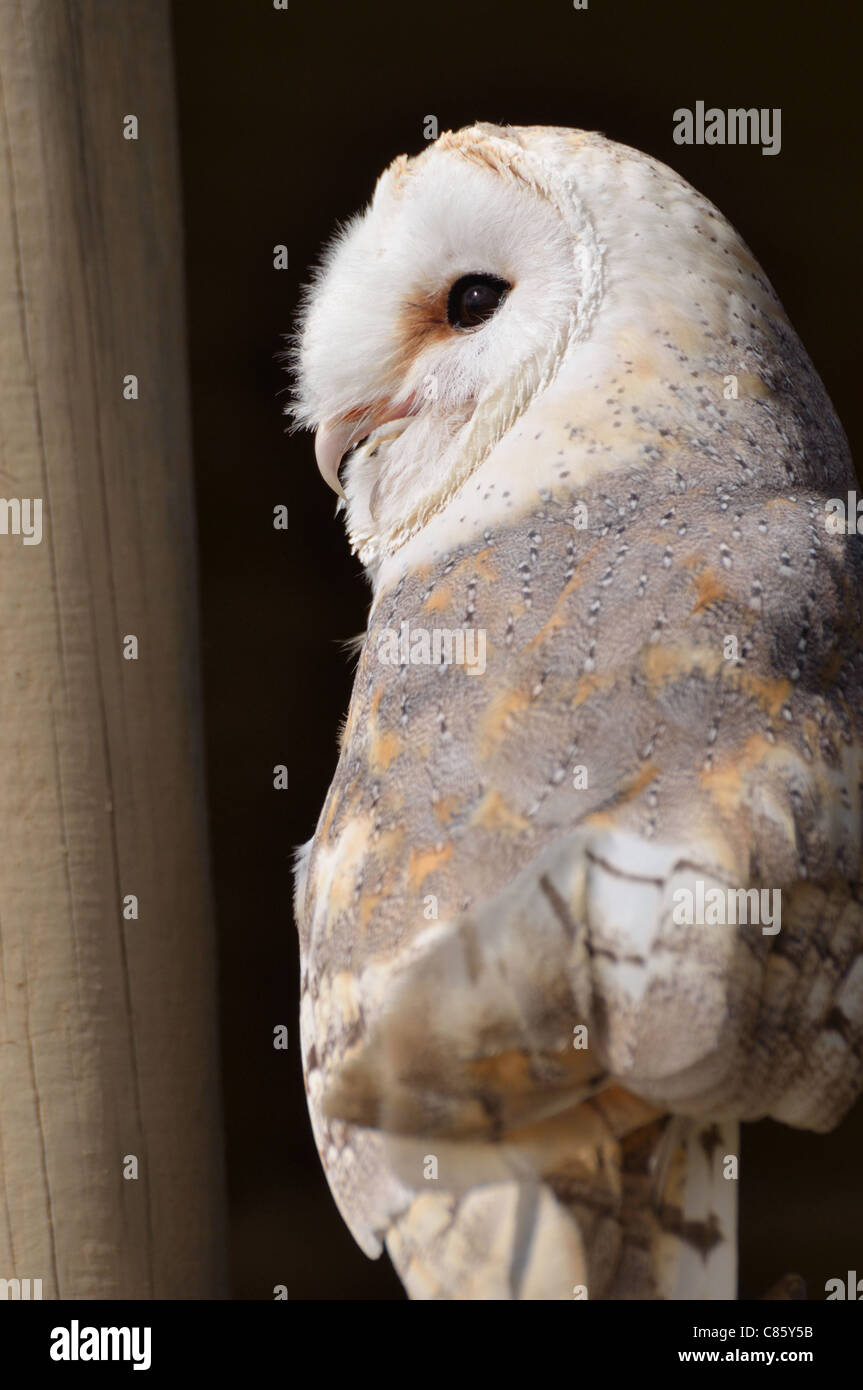 Barn Owl (Avon) Stock Photo
