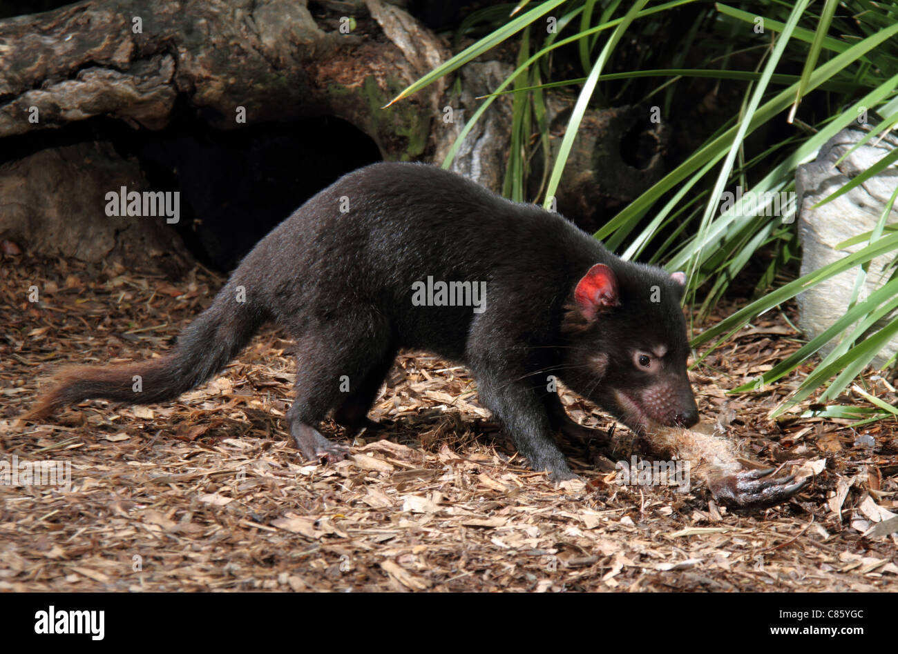 Tasmanian devil, sarcophilus harrisi, captive adult feeding on a kangaroo leg. Stock Photo