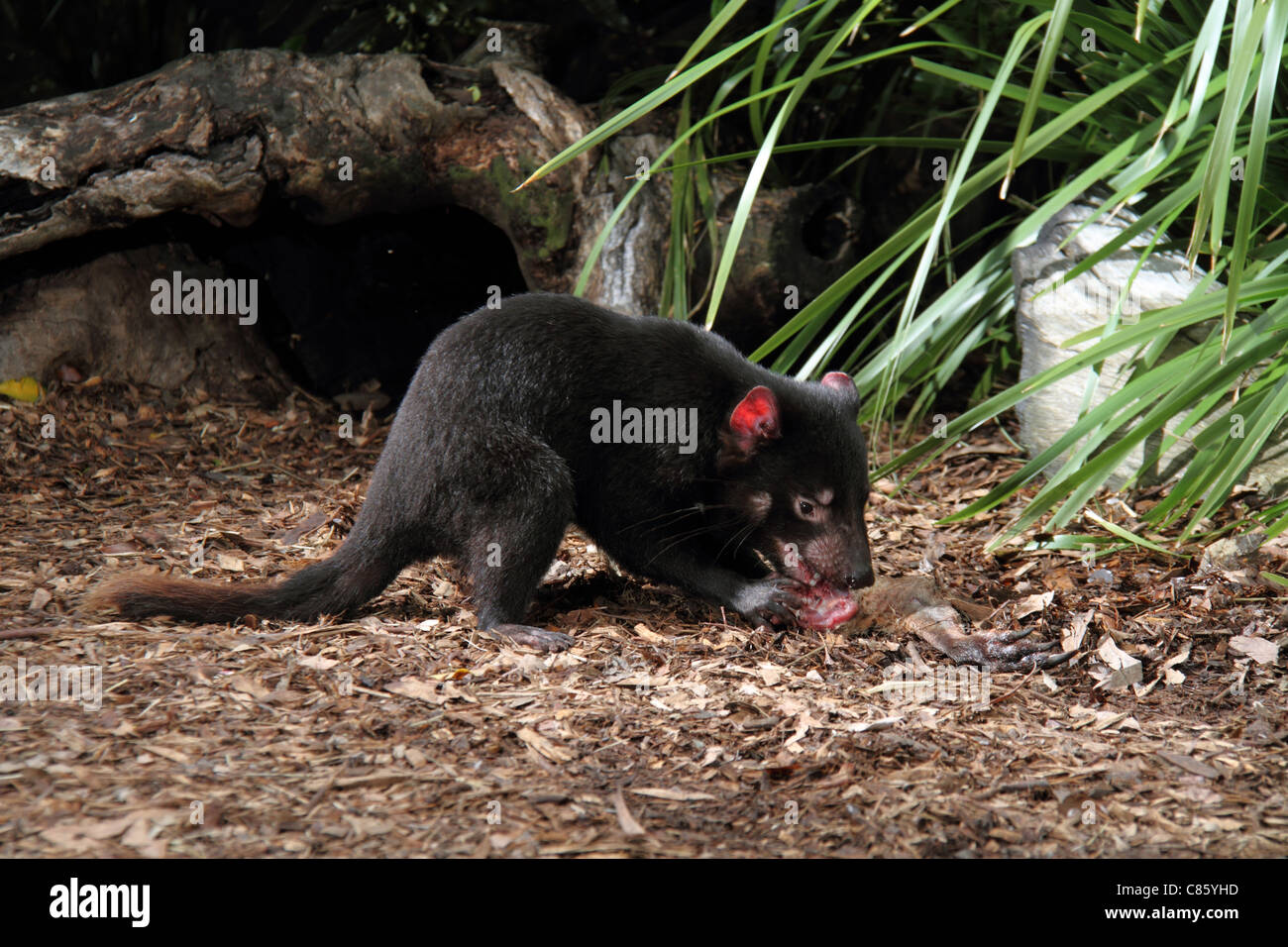 Tasmanian devil, sarcophilus harrisi, captive adult feeding on a kangaroo leg. Stock Photo
