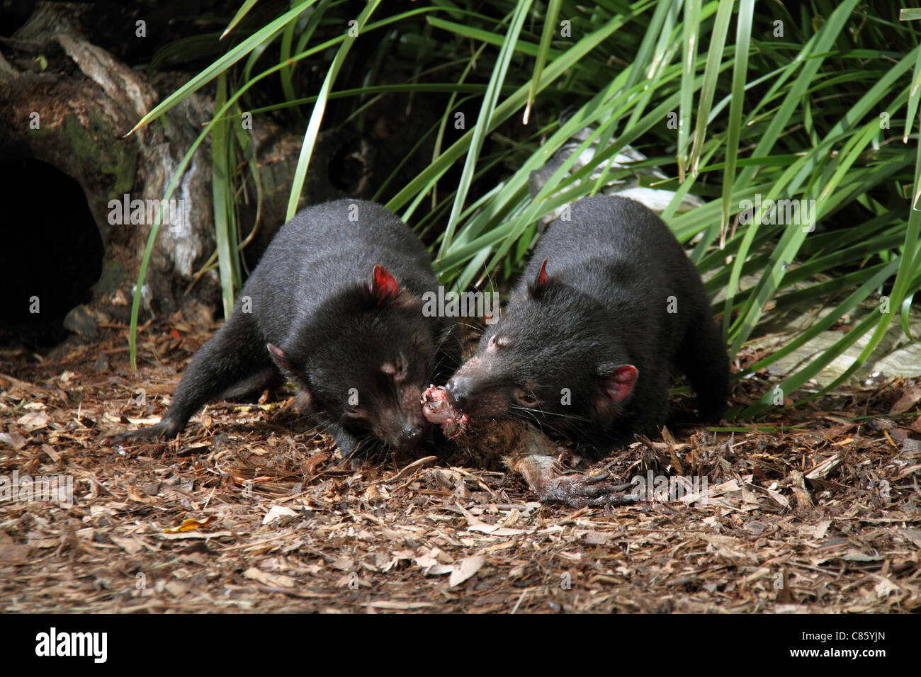 Tasmanian devil, sarcophilus harrisi,two captive adults feeding on a kangaroo leg Stock Photo