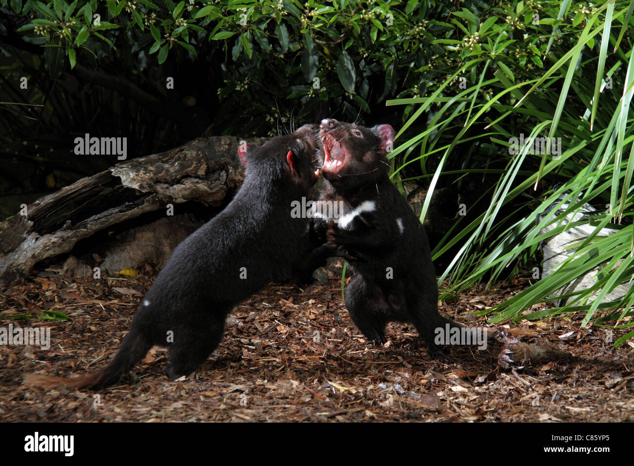 Tasmanian devil, sarcophilus harrisi,two captive adults fighting over food Stock Photo