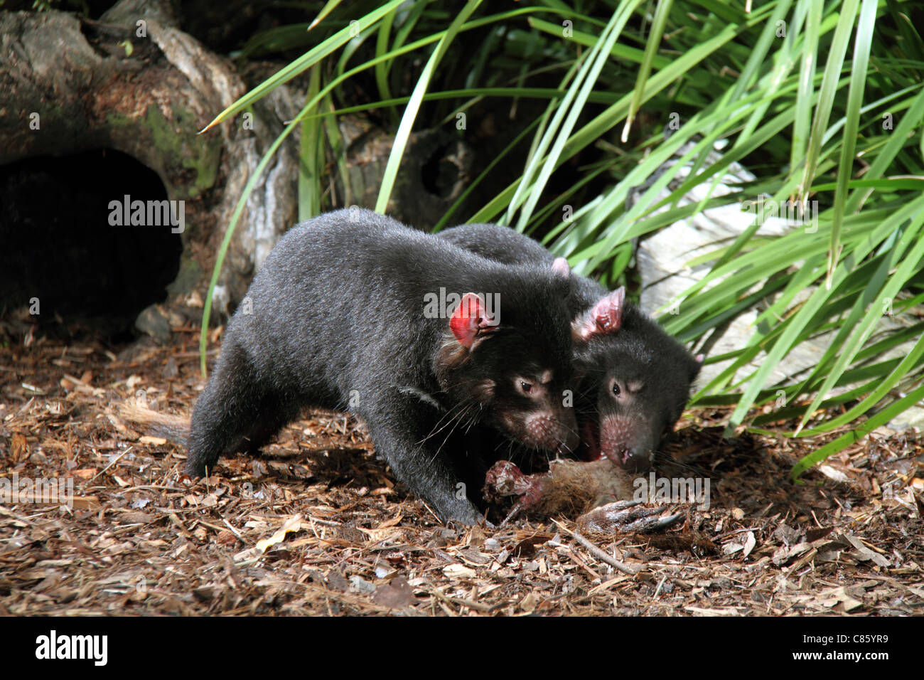 Tasmanian devil, sarcophilus harrisi,two captive adults feeding on a kangaroo leg Stock Photo