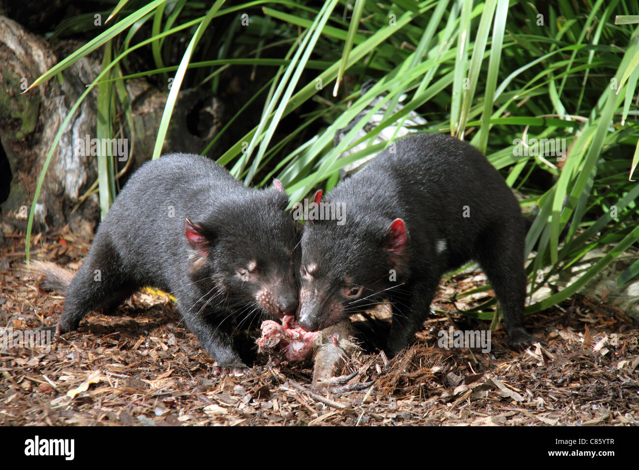 Tasmanian devil, sarcophilus harrisi,two captive adults feeding on a kangaroo leg Stock Photo