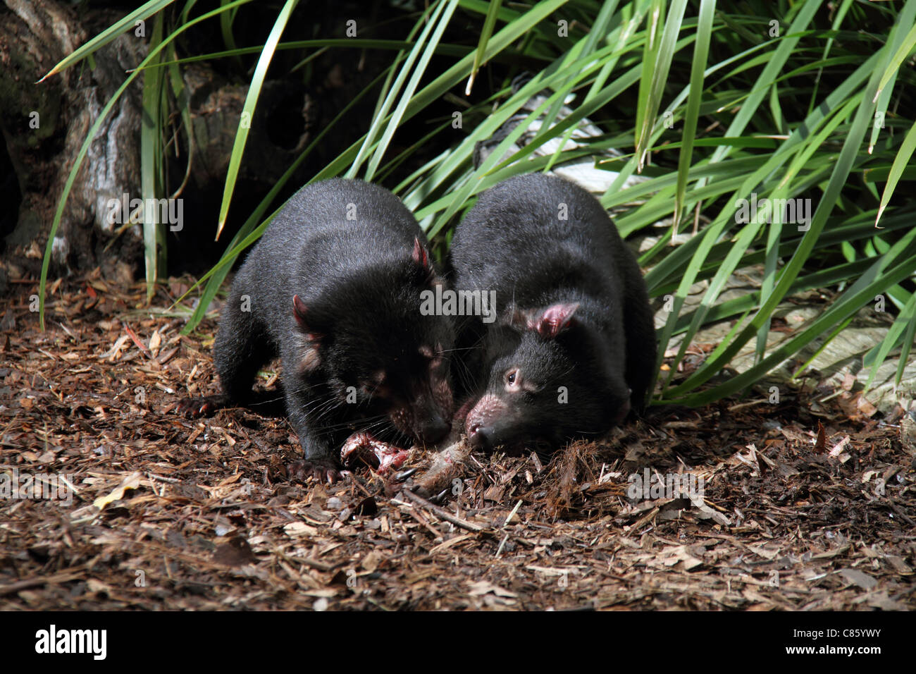 Tasmanian devil, sarcophilus harrisi,  two captive adults feeding on a kangaroo leg Stock Photo