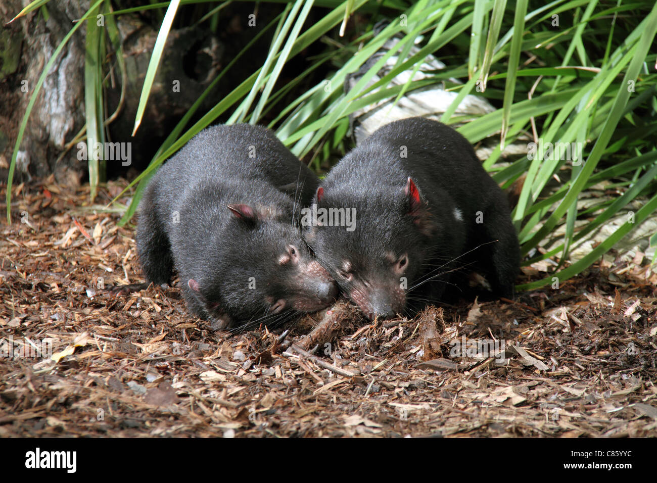Tasmanian devil, sarcophilus harrisi, two captive adults feeding on a kangaroo leg Stock Photo