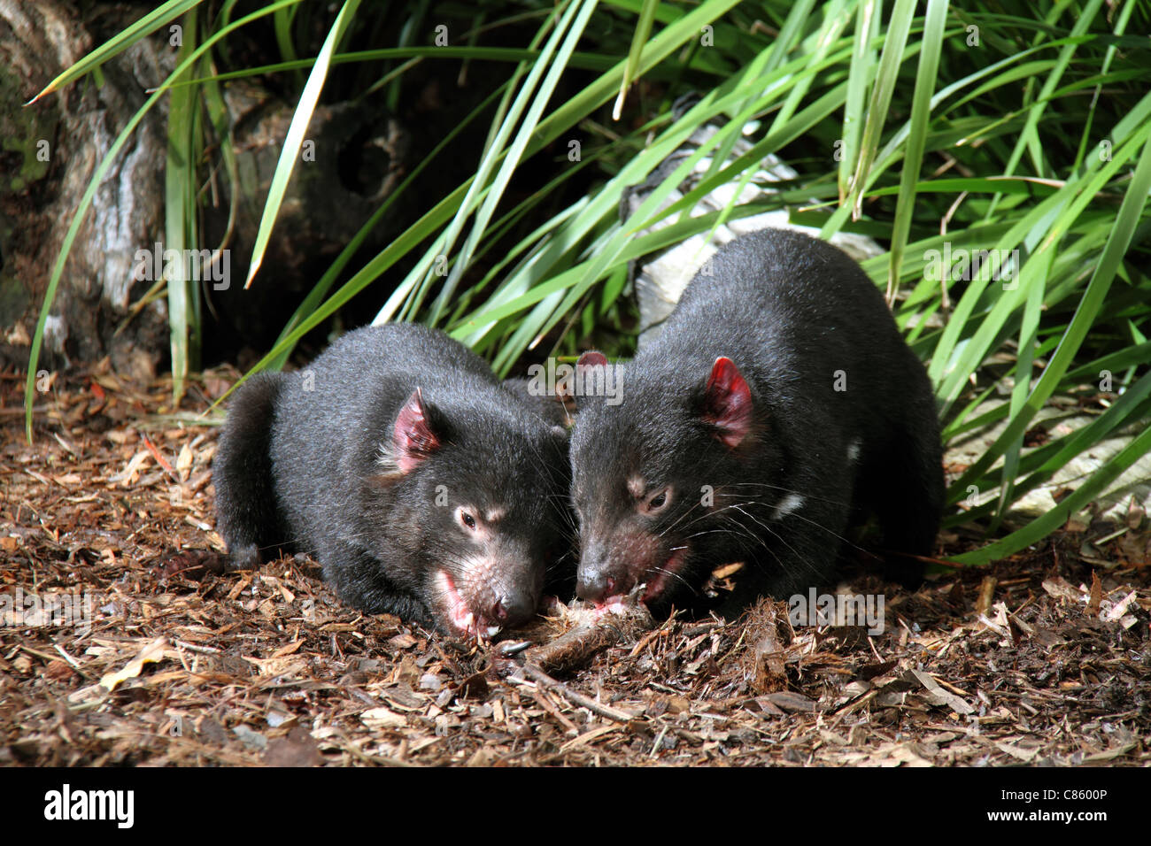 Tasmanian devil, sarcophilus harrisi, two captive adults feeding on a kangaroo leg Stock Photo