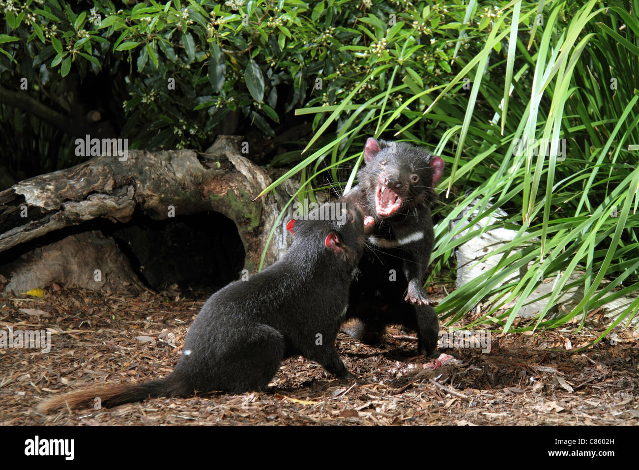 Tasmanian devil, sarcophilus harrisi two captive adults fighting over food Stock Photo