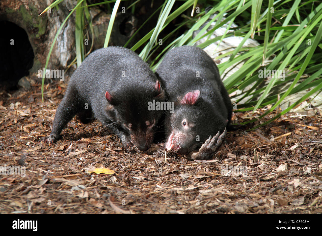 Tasmanian devil, sarcophilus harrisi,two captive adults feeding on a kangaroo leg Stock Photo