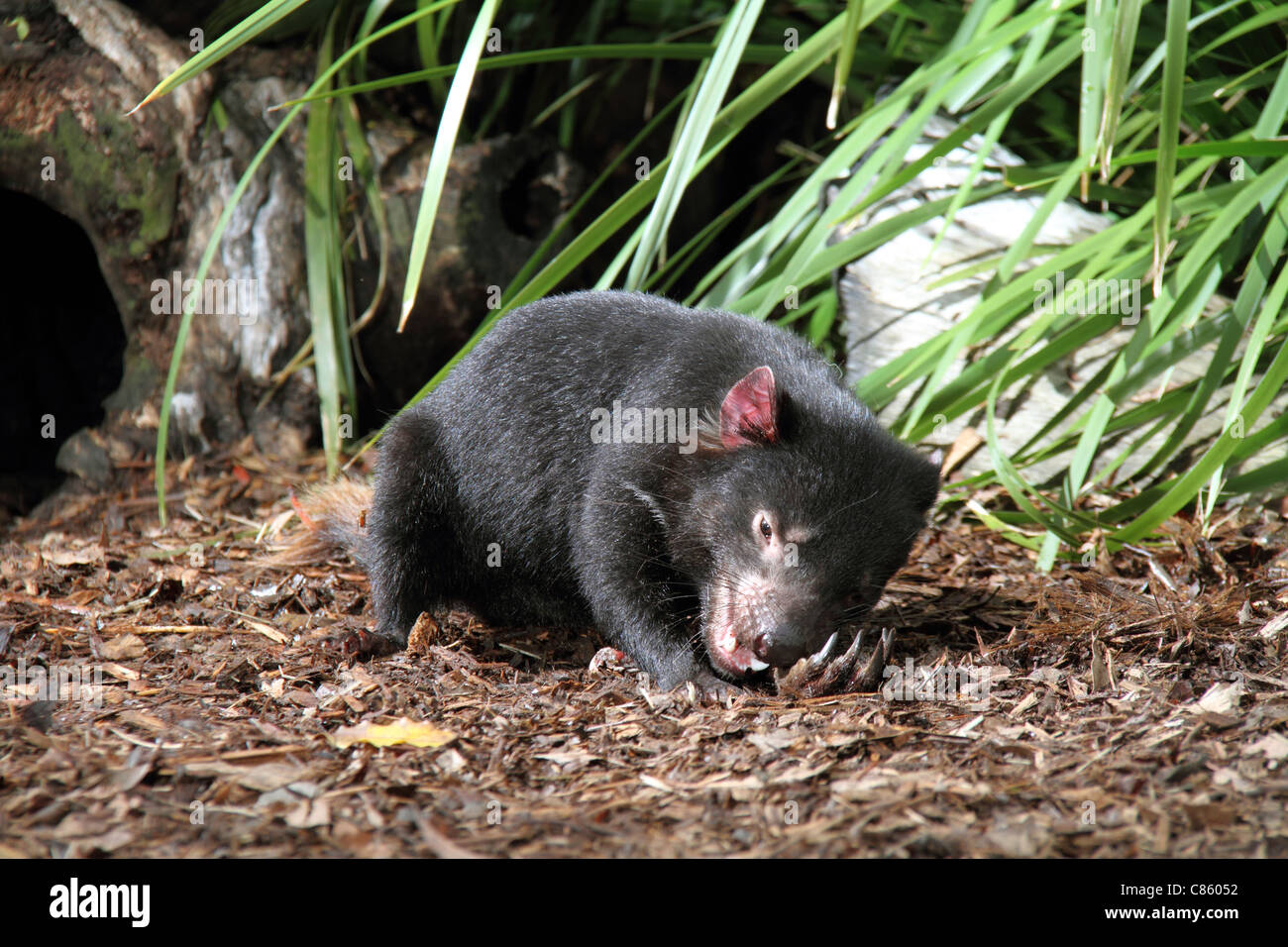 Tasmanian devil, sarcophilus harrisi, captive adult feeding on a kangaroo leg. Stock Photo