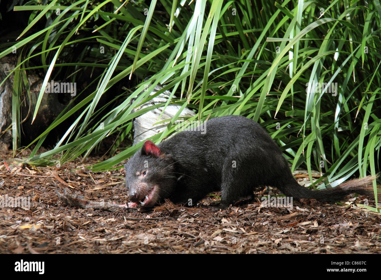 Tasmanian devil, sarcophilus harrisi, captive adult feeding on a kangaroo leg. Stock Photo