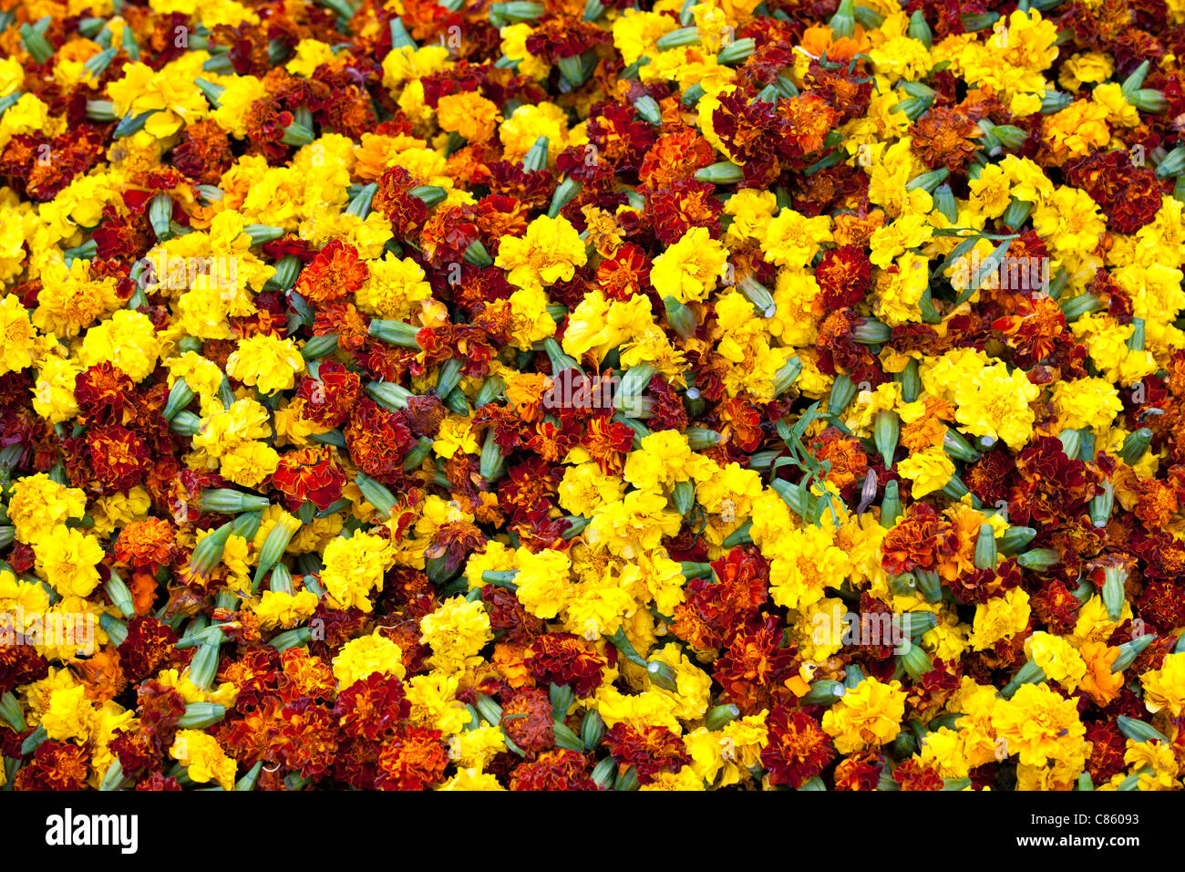 Ceremonial marigolds for garlands and religious ceremonies at Mehrauli Flower Market, New Delhi Stock Photo