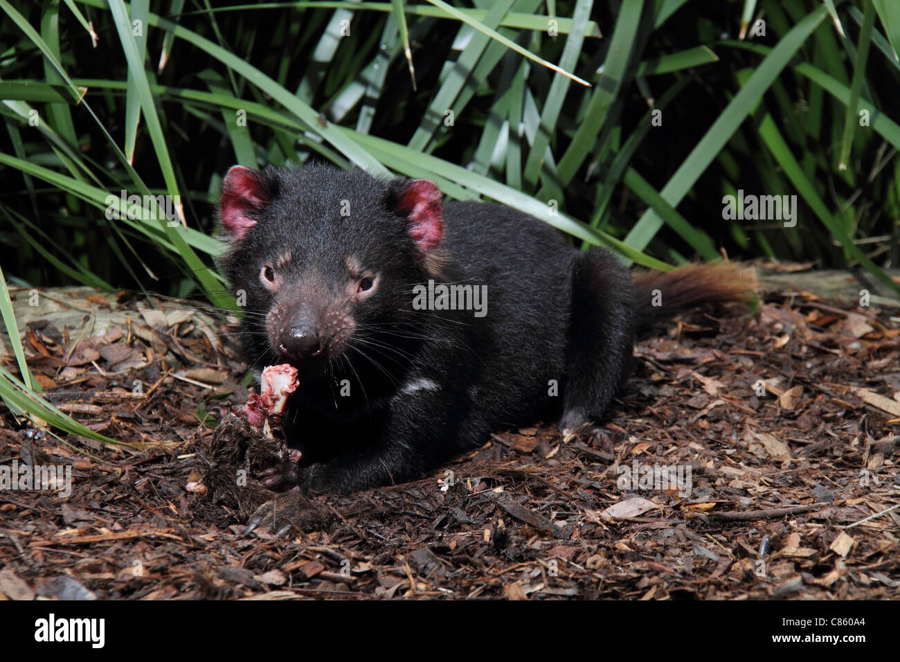 Tasmanian devil, sarcophilus harrisi, captive adult feeding on a kangaroo leg. Stock Photo