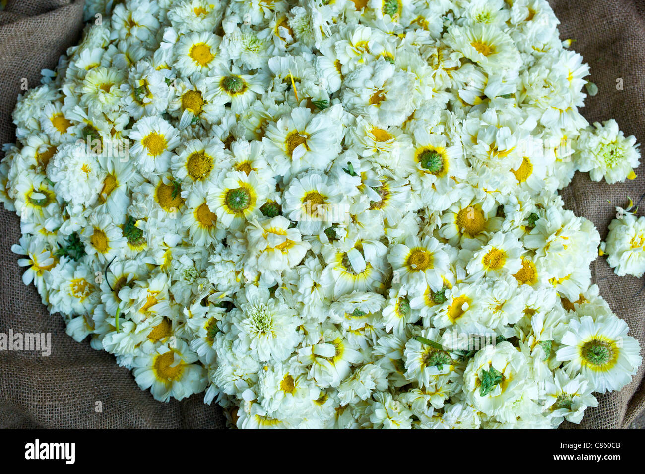 Traditional flowers for garlands and religious ceremonies at Mehrauli Flower Market, New Delhi Stock Photo