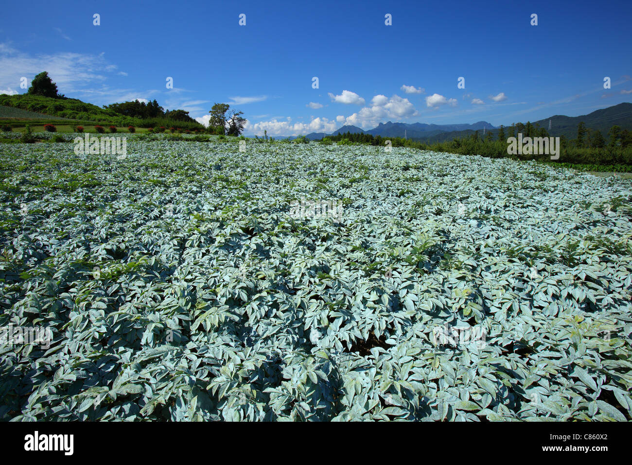 Konjac field and blue sky Stock Photo