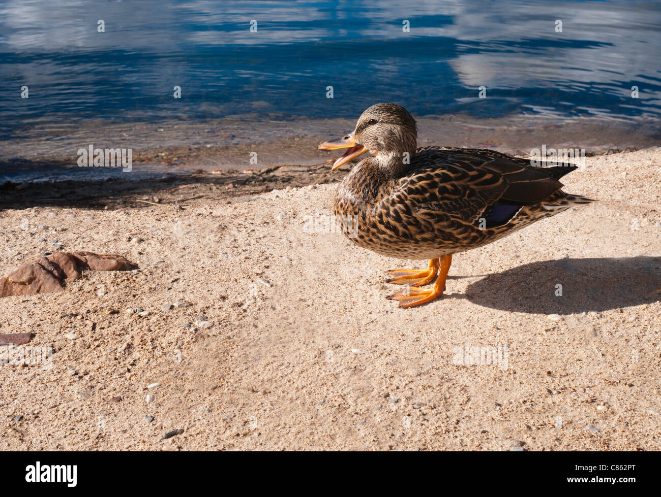Duck quacking while sunbathing Stock Photo Alamy