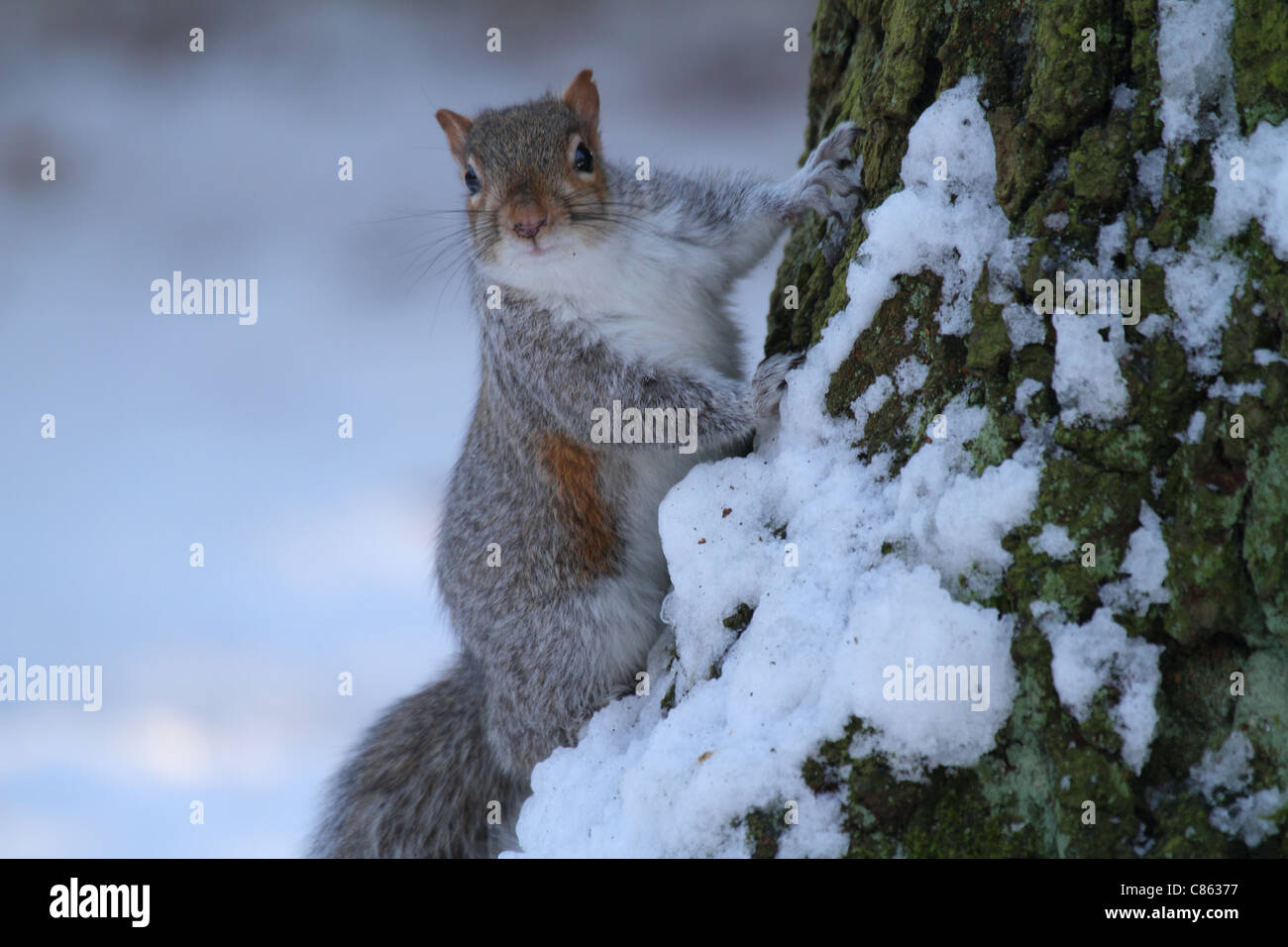 a gray squirrel in the UK winter snow Stock Photo