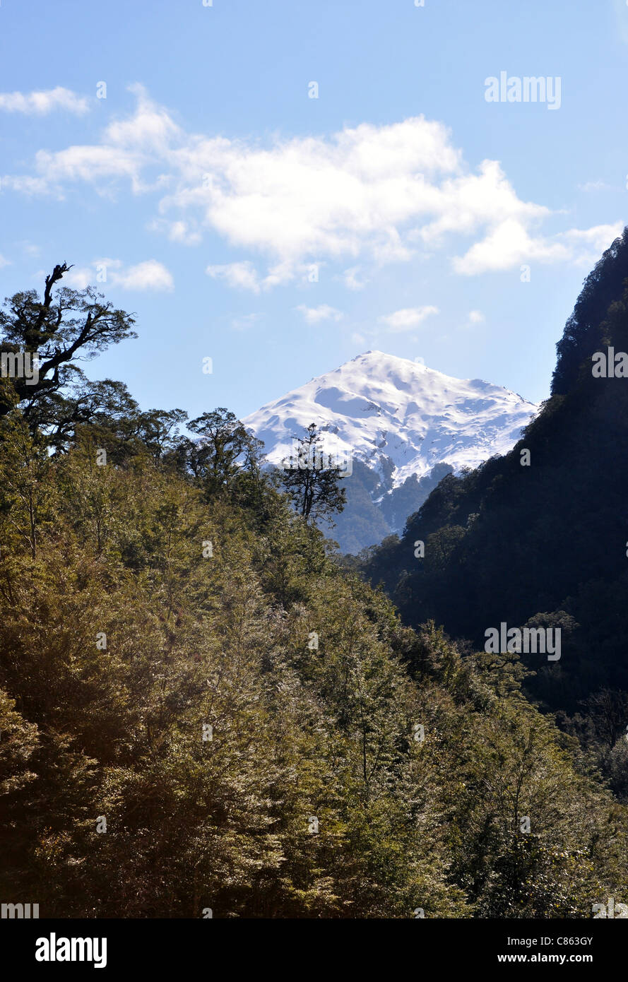 A mountain viewed through the native bush clad Haast Pass. Stock Photo