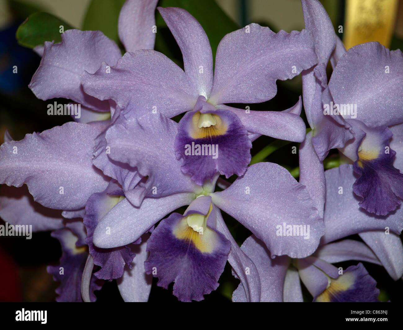 Lavender blue Cattleya orchid Stock Photo
