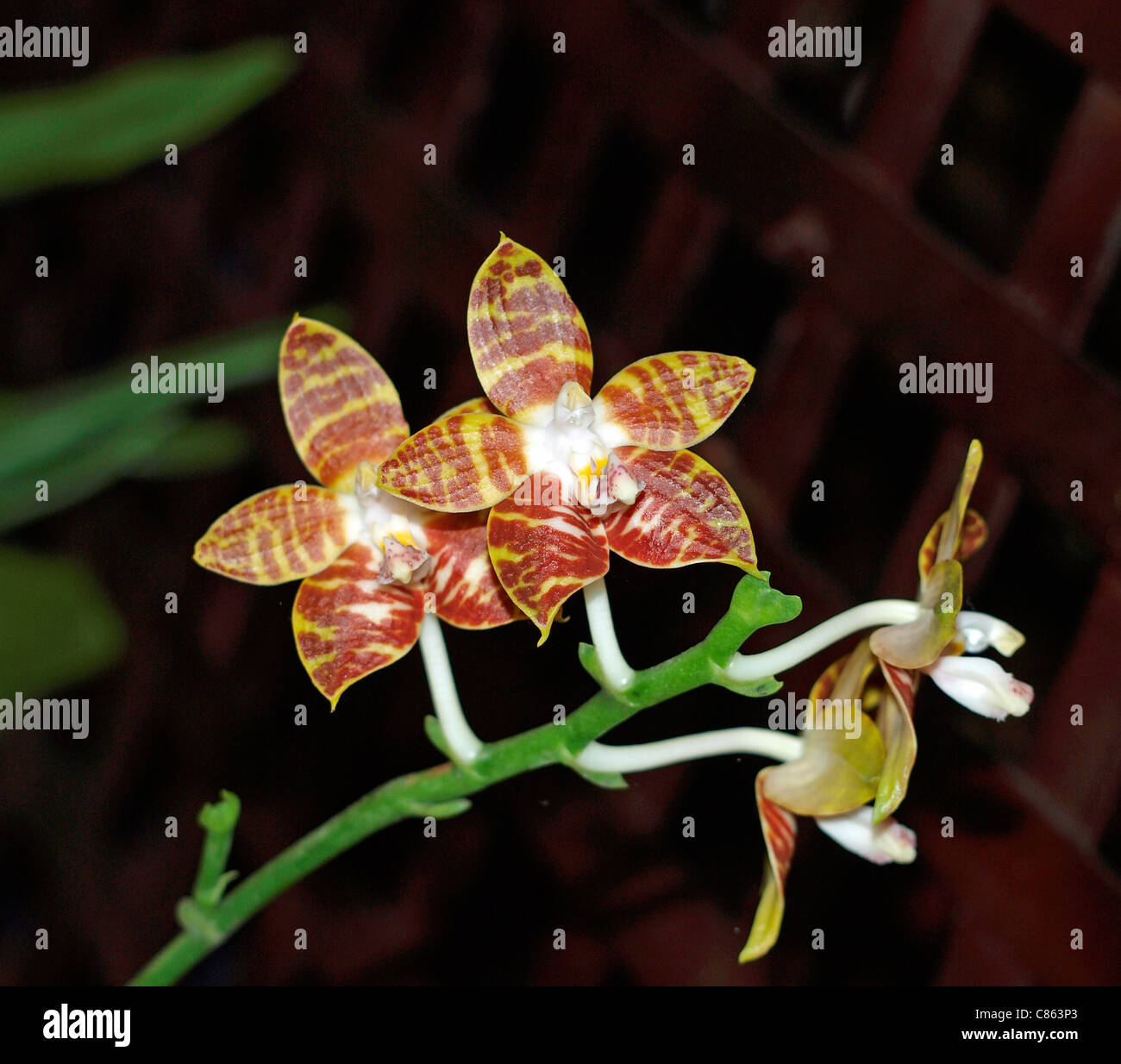 Phalaenopsis amboinensis, orchid, tropical, flower, flora, petal Stock