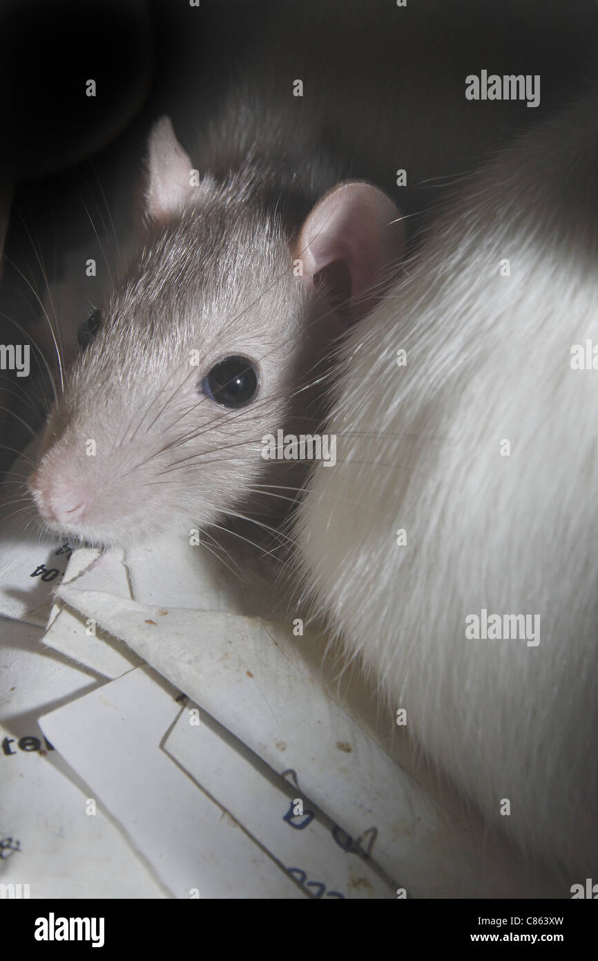 Hooded rat hires stock photography and images Alamy