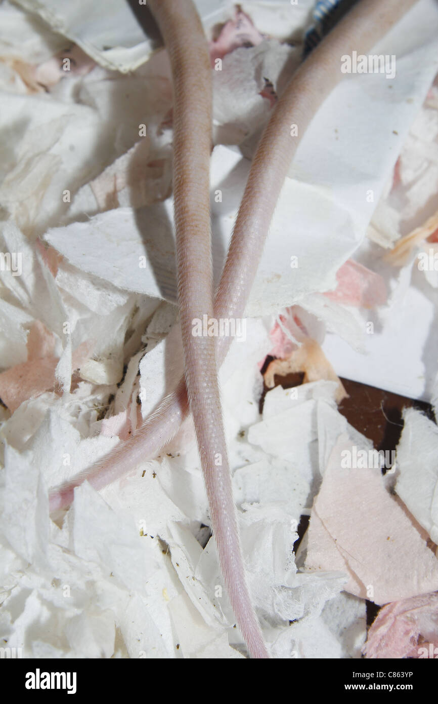 tails of female hooded rats Rattus norvegicus Stock Photo - Alamy