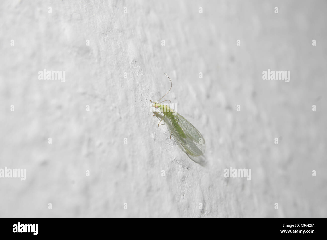 green lacewing resting on interior house wall Chrysopa carnea (agg) Stock Photo