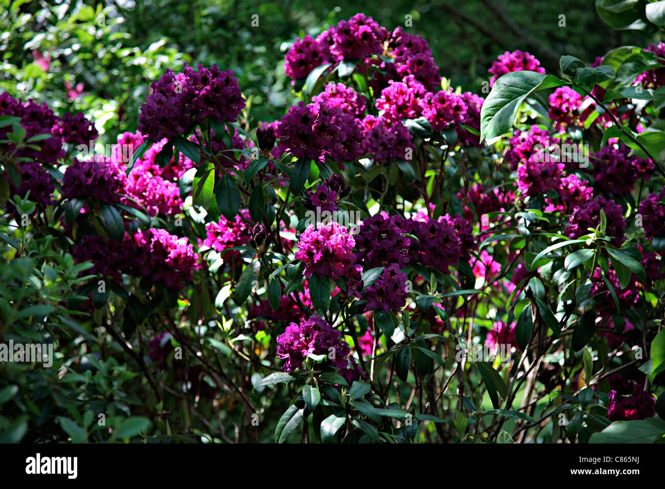 Rhododendron 'Purple Splendour' AGM Stock Photo