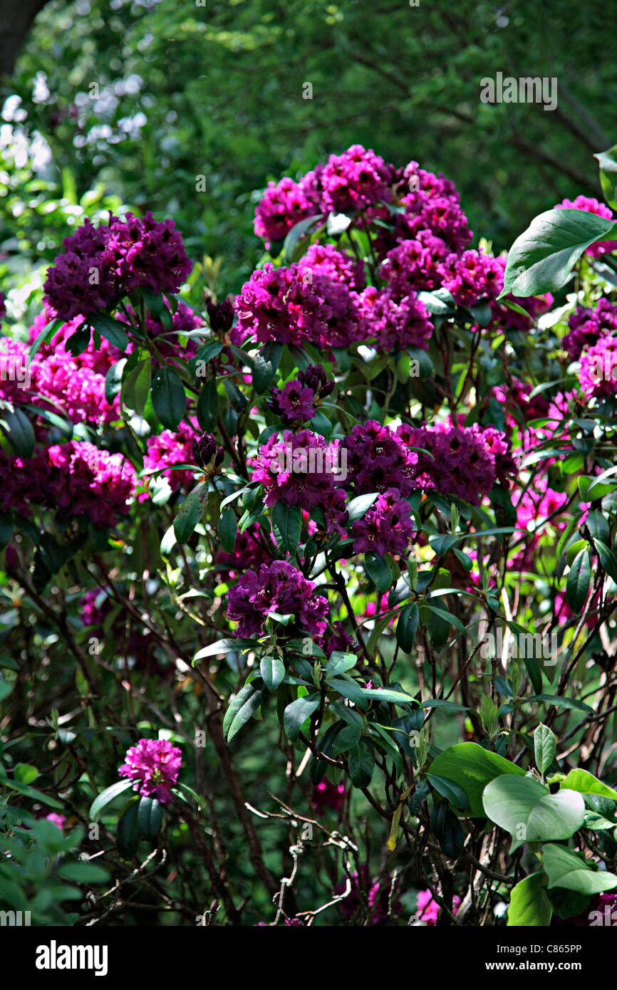 Rhododendron 'Purple Splendour' AGM Stock Photo