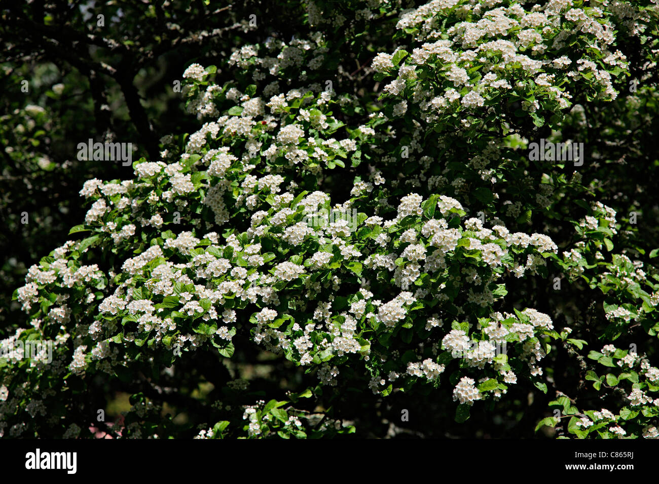 Photinia villosa AGM Stock Photo