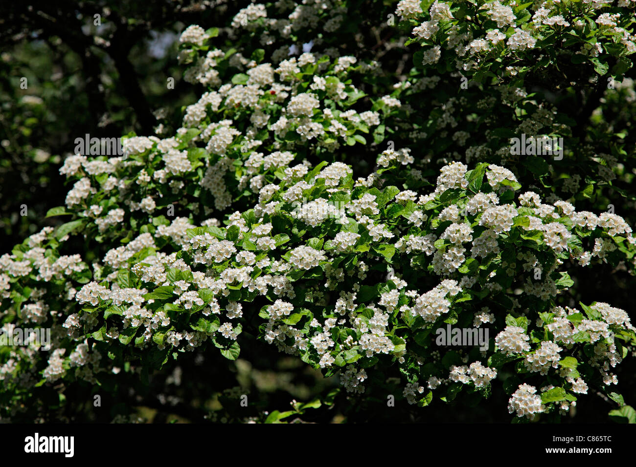 Photinia villosa AGM Stock Photo