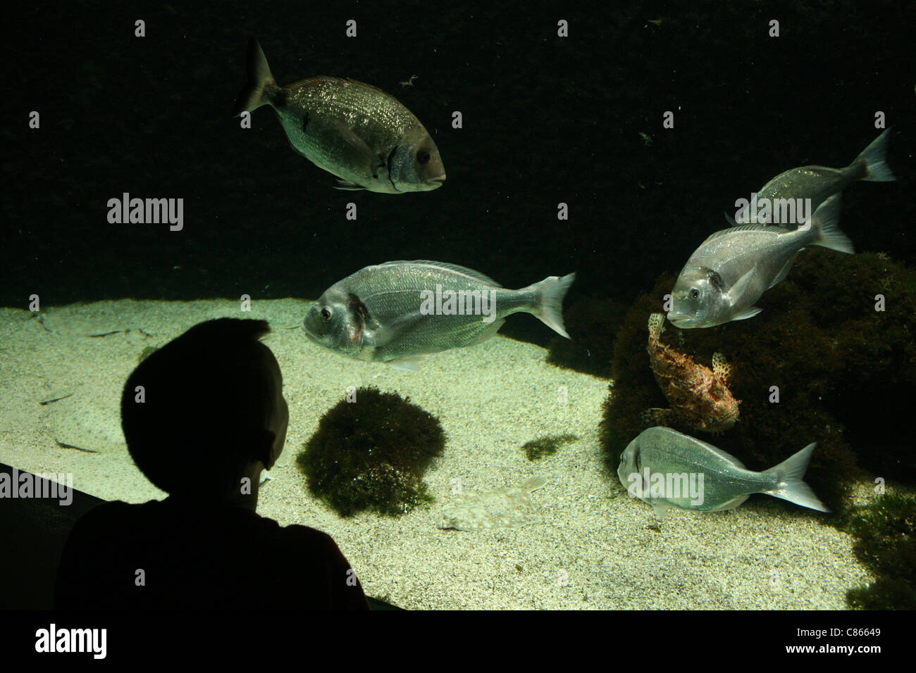 A boy examines an aquarium with school of salema porgy fishes (Sarpa salpa) at Zoo Basel, Switzerland. Stock Photo