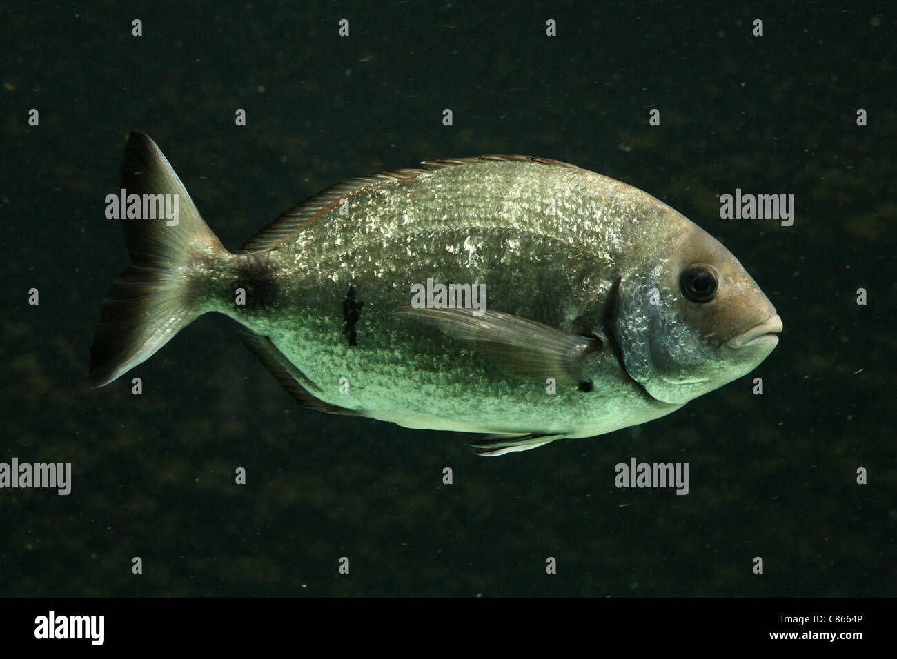 Salema porgy fish (Sarpa salpa) at Basel Zoo, Switzerland. Stock Photo