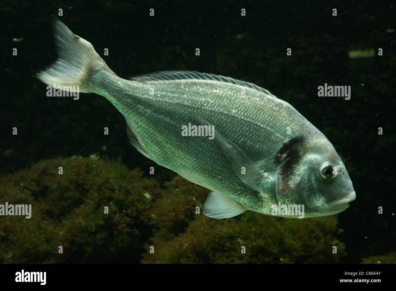 Salema porgy fish (Sarpa salpa) at Basel Zoo, Switzerland. Stock Photo