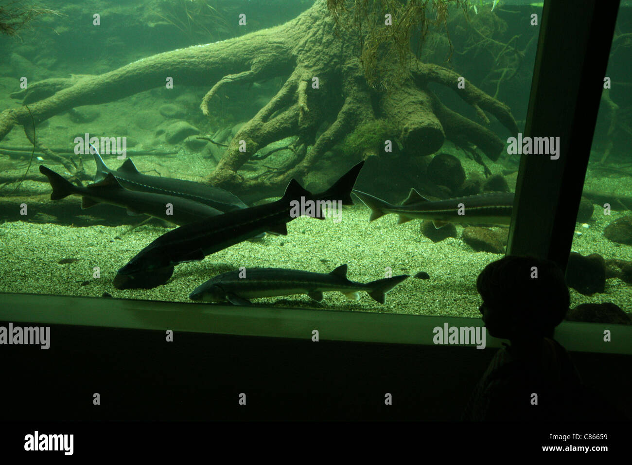 Atlantic sturgeons (Acipenser sturio) and sterlets (Acipenser ruthenus