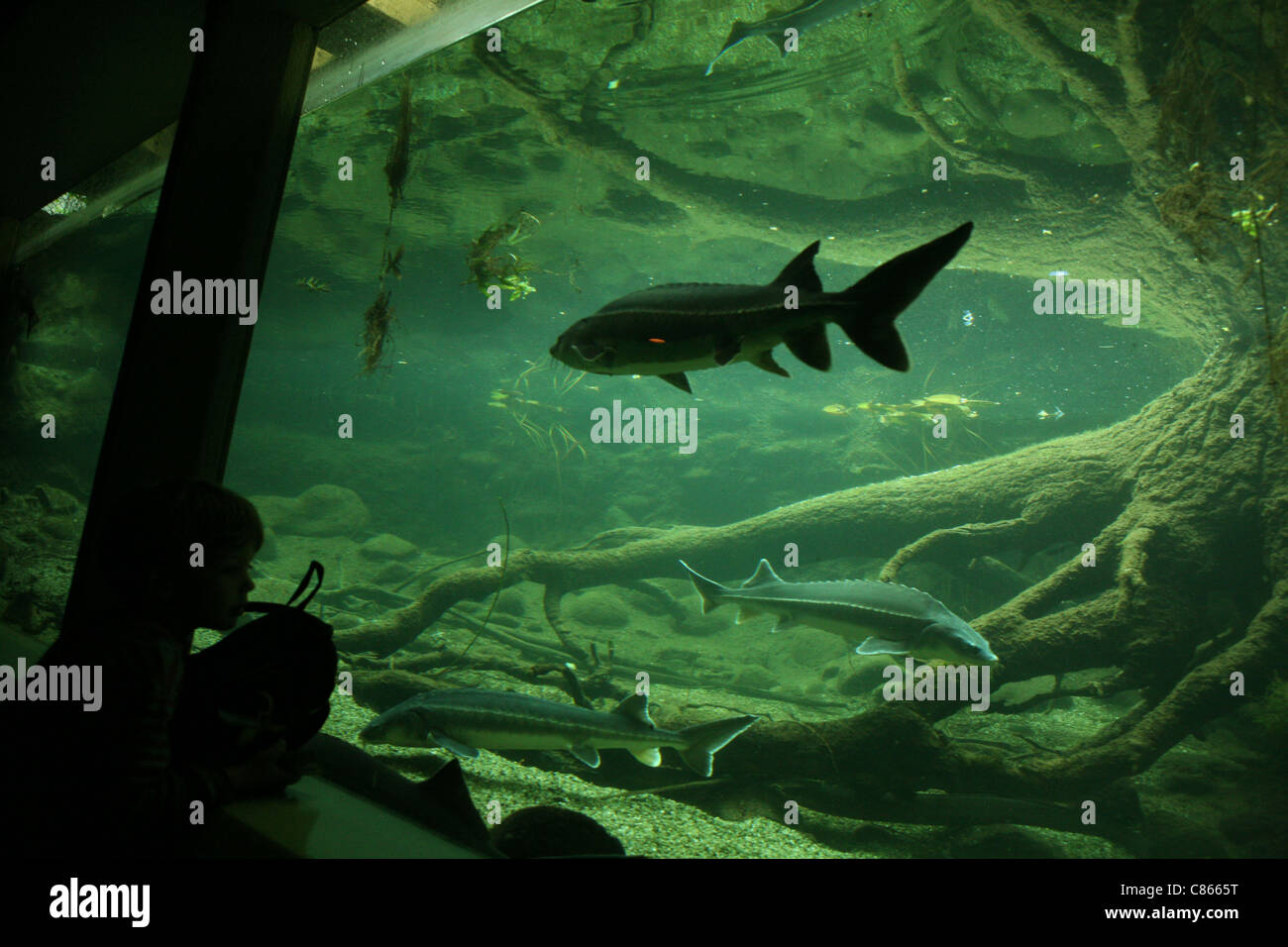 Atlantic sturgeons (Acipenser sturio) and sterlets (Acipenser ruthenus