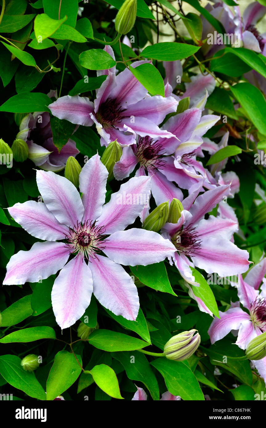 Clematis (Clematis sp) in bloom. Stock Photo
