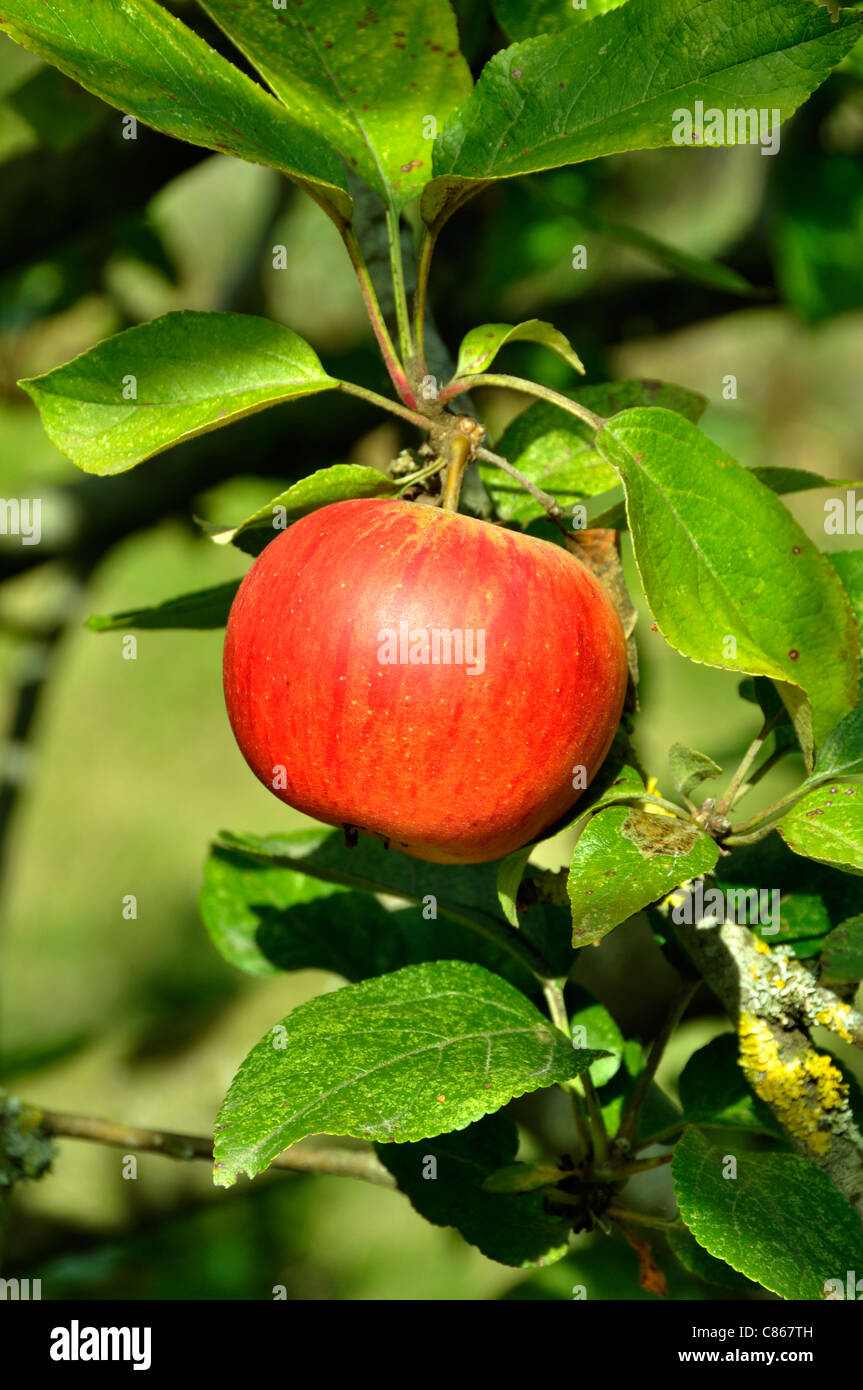 Apple on branch : Queen Pippin (malus domestica), Suzanne 's garden, Le Pas, Mayenne, Pays de la Loire, France. Stock Photo