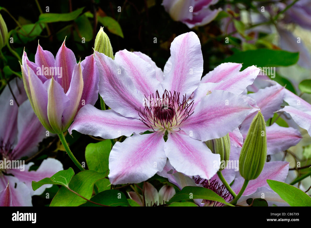 Clematis  (Clematis sp) flowering in french country garden. Stock Photo